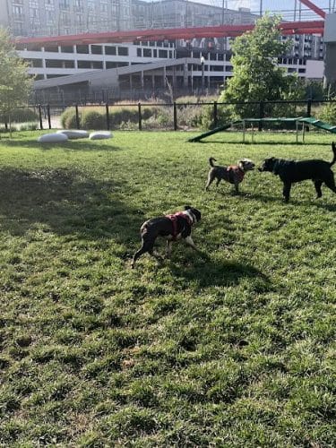 Dog park