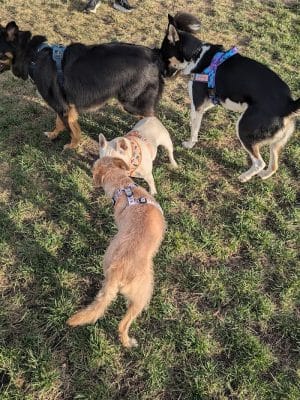 Dog park