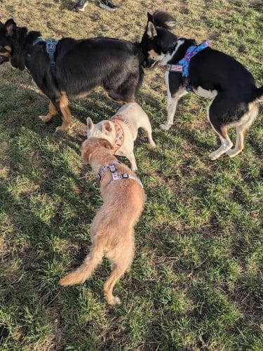 Dog park