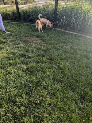 Dog park