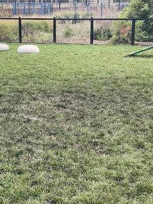 Dog park
