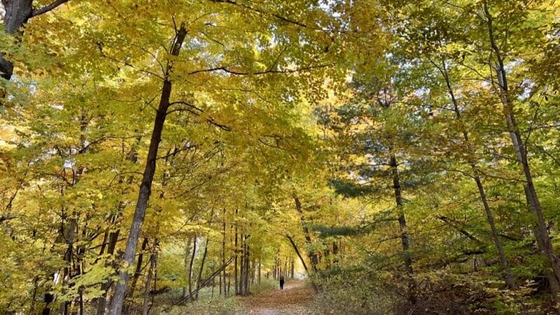 Alligator Hill Trail - Empire,