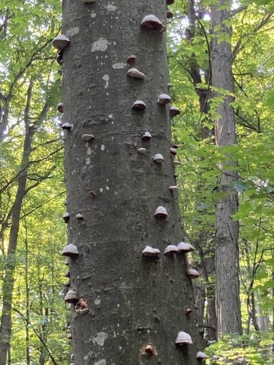 Treat Farm Trail - Empire,