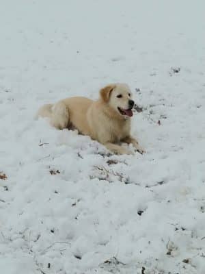 Buck Fund Dog Park