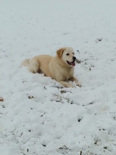 Buck Fund Dog Park