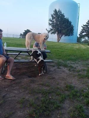 Buck Fund Dog Park