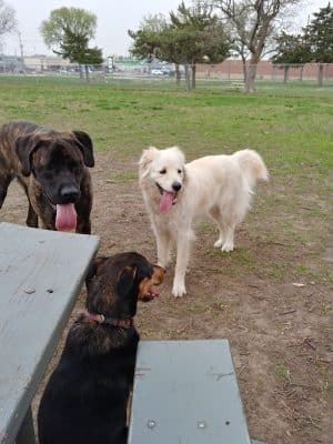 Buck Fund Dog Park