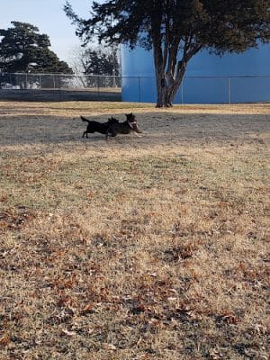 Buck Fund Dog Park