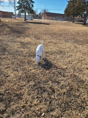 Buck Fund Dog Park