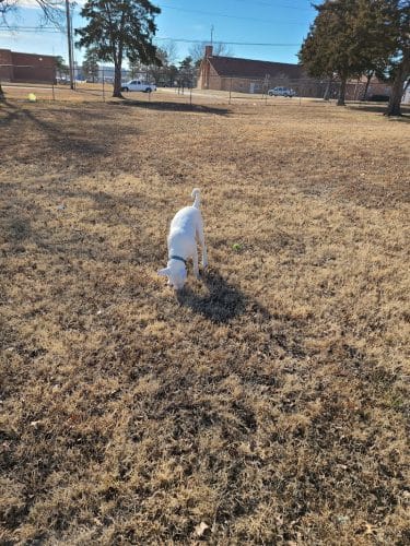 Buck Fund Dog Park