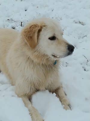 Buck Fund Dog Park
