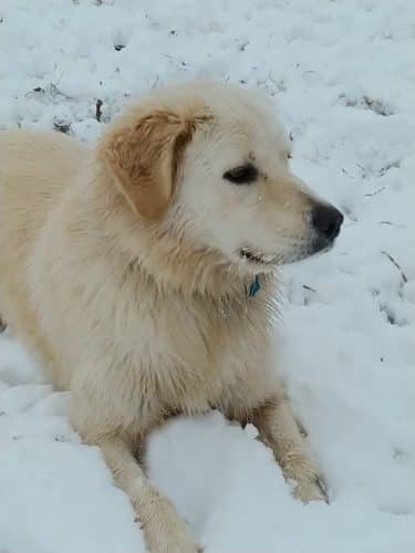 Buck Fund Dog Park