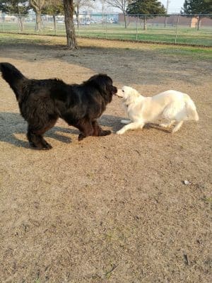 Buck Fund Dog Park
