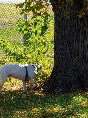 Buck Fund Dog Park