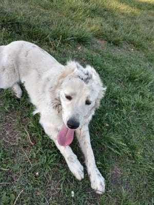 Buck Fund Dog Park