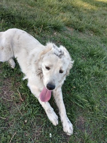 Buck Fund Dog Park