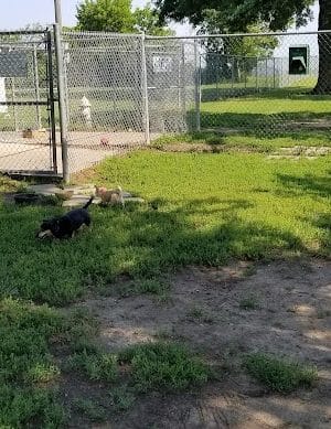 Buck Fund Dog Park