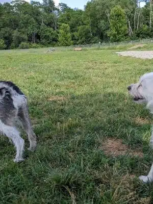 Shaker Field Dog Park