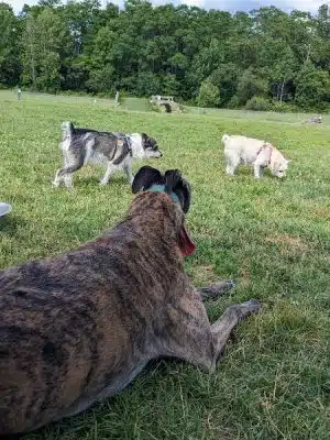 Shaker Field Dog Park