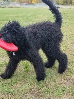 Shaker Field Dog Park