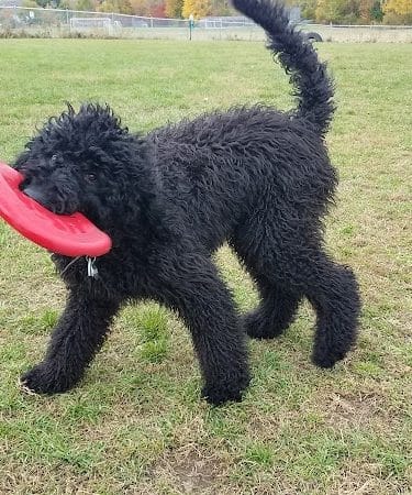 Shaker Field Dog Park