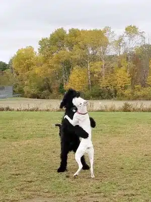 Shaker Field Dog Park