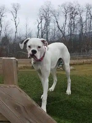 Shaker Field Dog Park