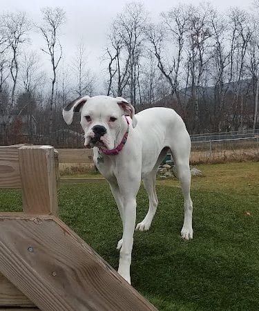 Shaker Field Dog Park