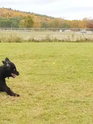 Shaker Field Dog Park