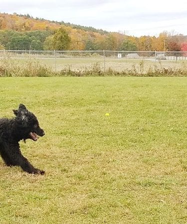 Shaker Field Dog Park