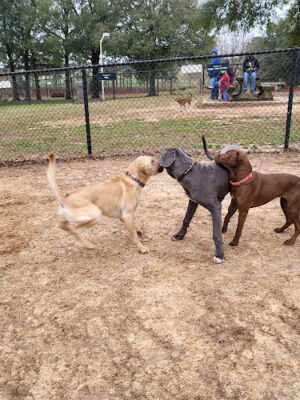 Dog Park