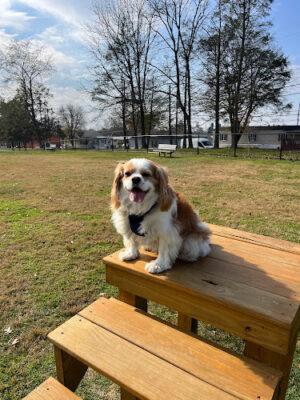 Ephrata Unleashed Dog Park