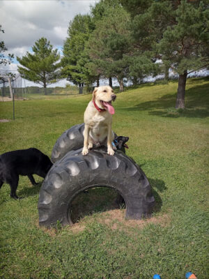 Epworth Iowa Dog Park
