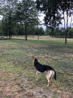 Larry R Fabrizi Dog Park