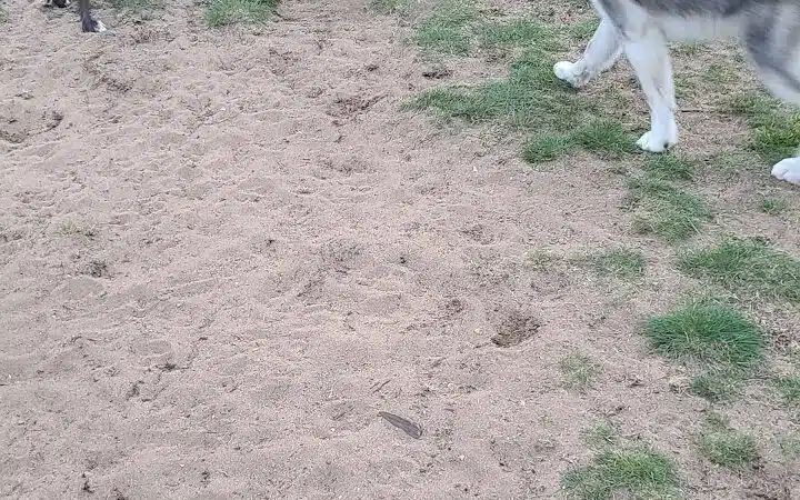 Escanaba Dog Park - Escanaba, MI