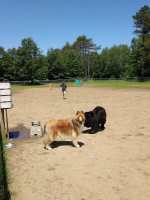 Essex Dog Park