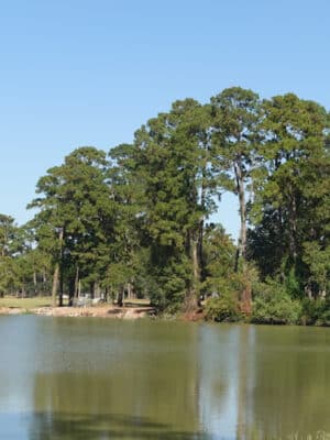 Eunice City Lake