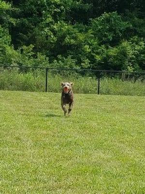 Berry Park
