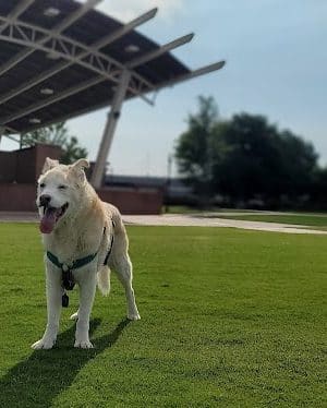 Dog Park at Evans Town Center Park