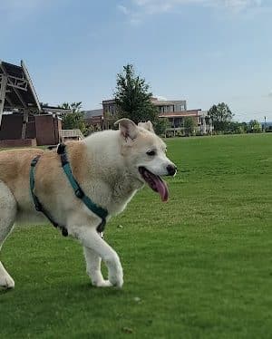 Dog Park at Evans Town Center Park