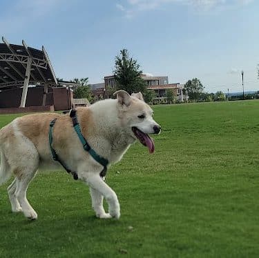 Dog Park at Evans Town Center Park