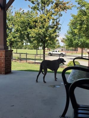 Dog Park at Evans Town Center Park
