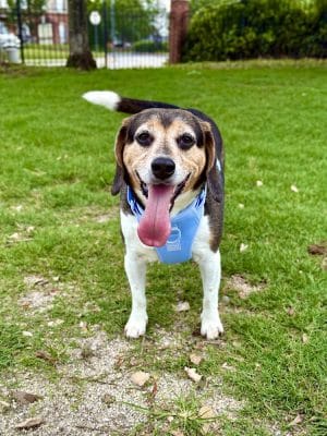 Dog Park at Evans Town Center Park