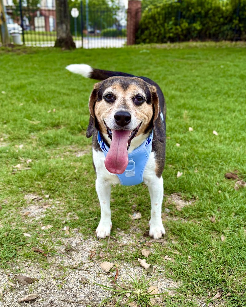 Dog Park at Evans Town Center Park - Evans, GA