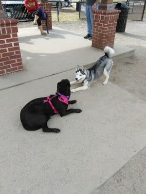 Dog Park at Evans Town Center Park