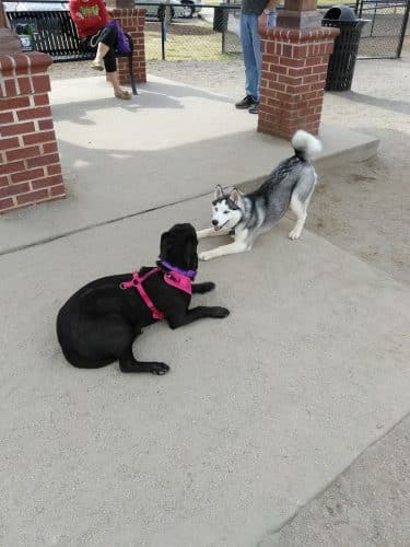 Dog Park at Evans Town Center Park