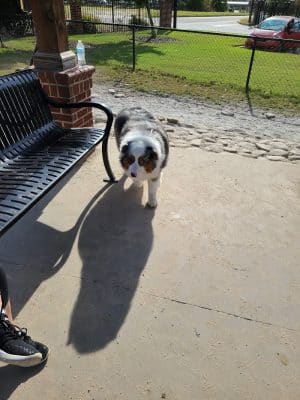 Dog Park at Evans Town Center Park