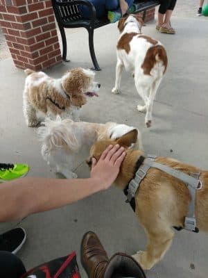 Dog Park at Evans Town Center Park