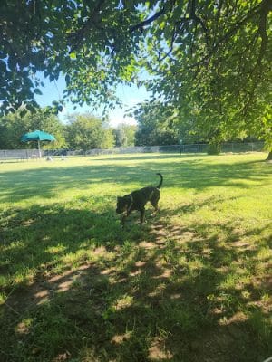 Central Bark Dog Park (Members Only)