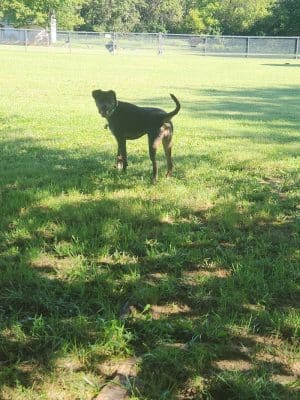 Central Bark Dog Park (Members Only)